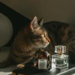 9 Household Smells Cats Dislike More Than Most Owners Realize