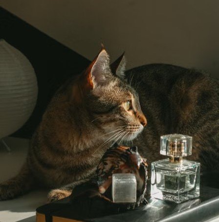 9 Household Smells Cats Dislike More Than Most Owners Realize