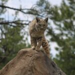 Which 9 Signs a Bobcat May Be Living Closer to Your Neighborhood Than You Think