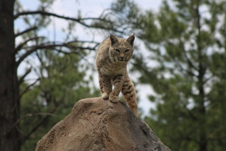Which 9 Signs a Bobcat May Be Living Closer to Your Neighborhood Than You Think