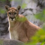 10 Things You Should Never Do If You Encounter a Mountain Lion on the Trail