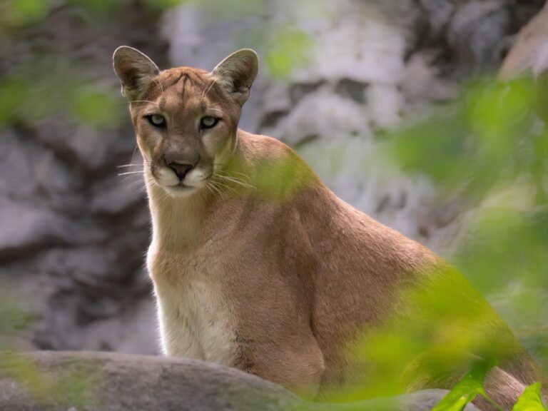 10 Things You Should Never Do If You Encounter a Mountain Lion on the Trail