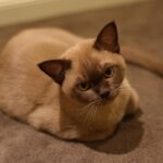 10 Cat Breeds That Would Happily Follow Their Favorite Human Everywhere