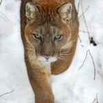 Why Mountain Lions Sometimes Watch Hikers Without Ever Making Themselves Seen