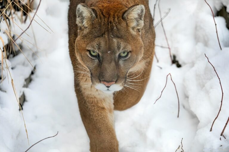 Why Mountain Lions Sometimes Watch Hikers Without Ever Making Themselves Seen