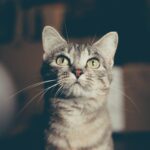 Cats Who Watch Your Face in Unfamiliar Situations May Be Looking for Information