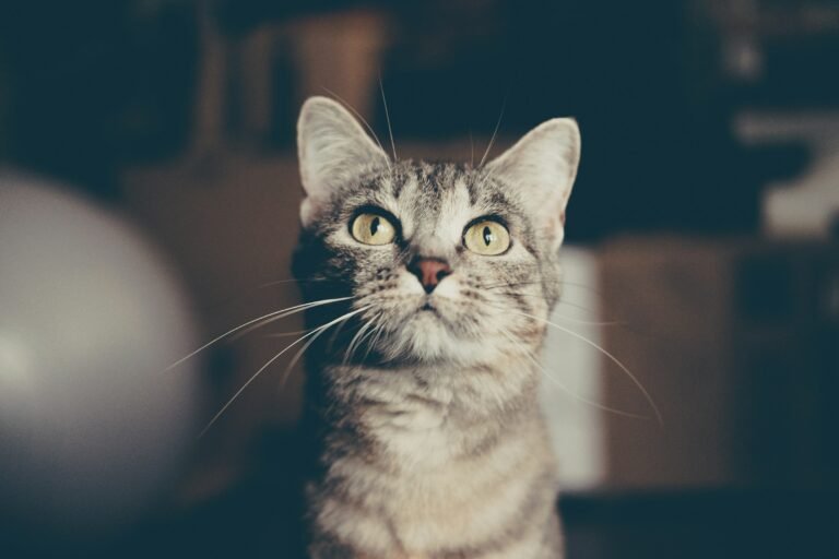 Cats Who Watch Your Face in Unfamiliar Situations May Be Looking for Information