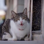 Animal Behavior Says Cats Who Meow Constantly at Humans Are Using Communication Differently Than They Do With Other Cats