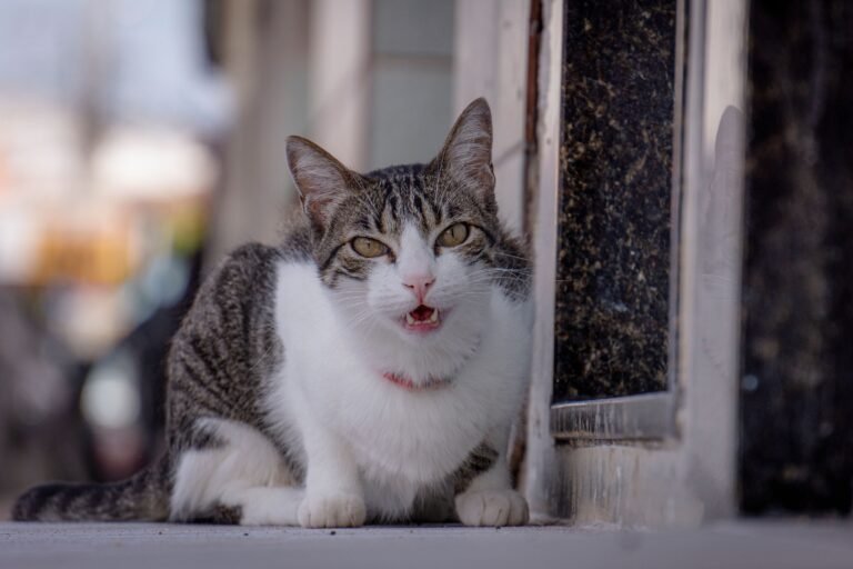 Animal Behavior Says Cats Who Meow Constantly at Humans Are Using Communication Differently Than They Do With Other Cats