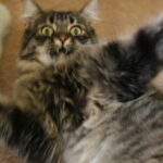 9 Reasons Cats Suddenly Sprint Across the House