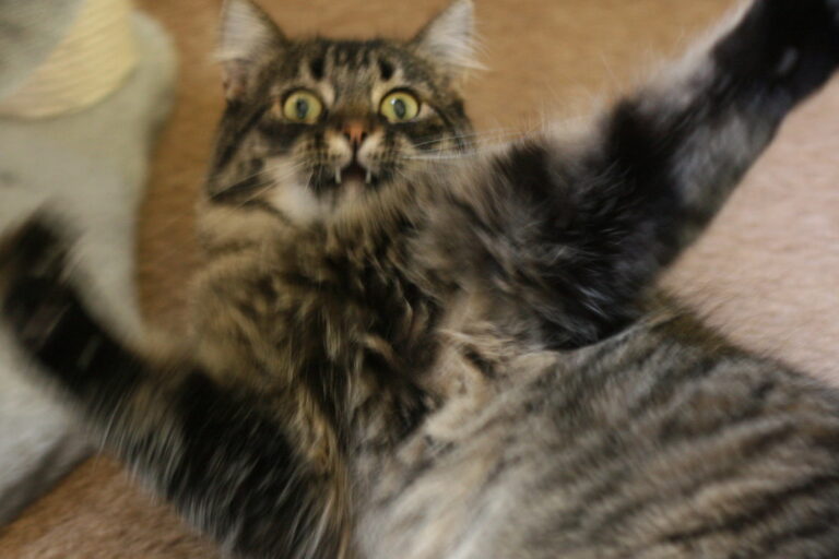 9 Reasons Cats Suddenly Sprint Across the House