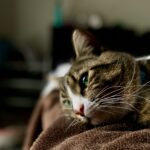Does Your Cat Really Miss You When You Leave? Their Behavior May Hold the Answer