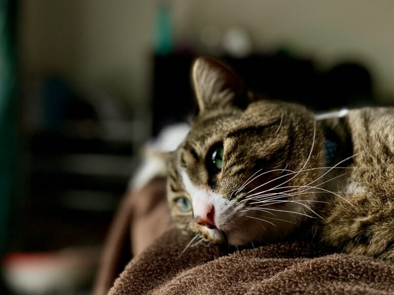 Does Your Cat Really Miss You When You Leave? Their Behavior May Hold the Answer