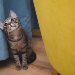 10 Funny Ways Cats Pretend They Didn't Cause the Mess