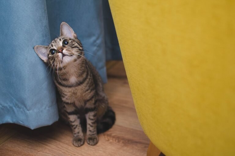 10 Funny Ways Cats Pretend They Didn't Cause the Mess