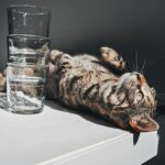 8 Things Cats Knock Off Tables for Surprisingly Logical Reasons