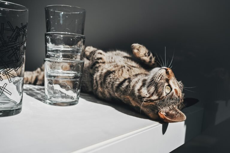 8 Things Cats Knock Off Tables for Surprisingly Logical Reasons