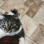 7 Reasons Your Cat Suddenly Starts Following You Into One Particular Room