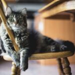 8 Ways Cats Quietly Control Distance When They Are Unsure About Someone