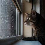 9 Things Indoor Cats Watch Through Windows That Keep Their Brains Busy