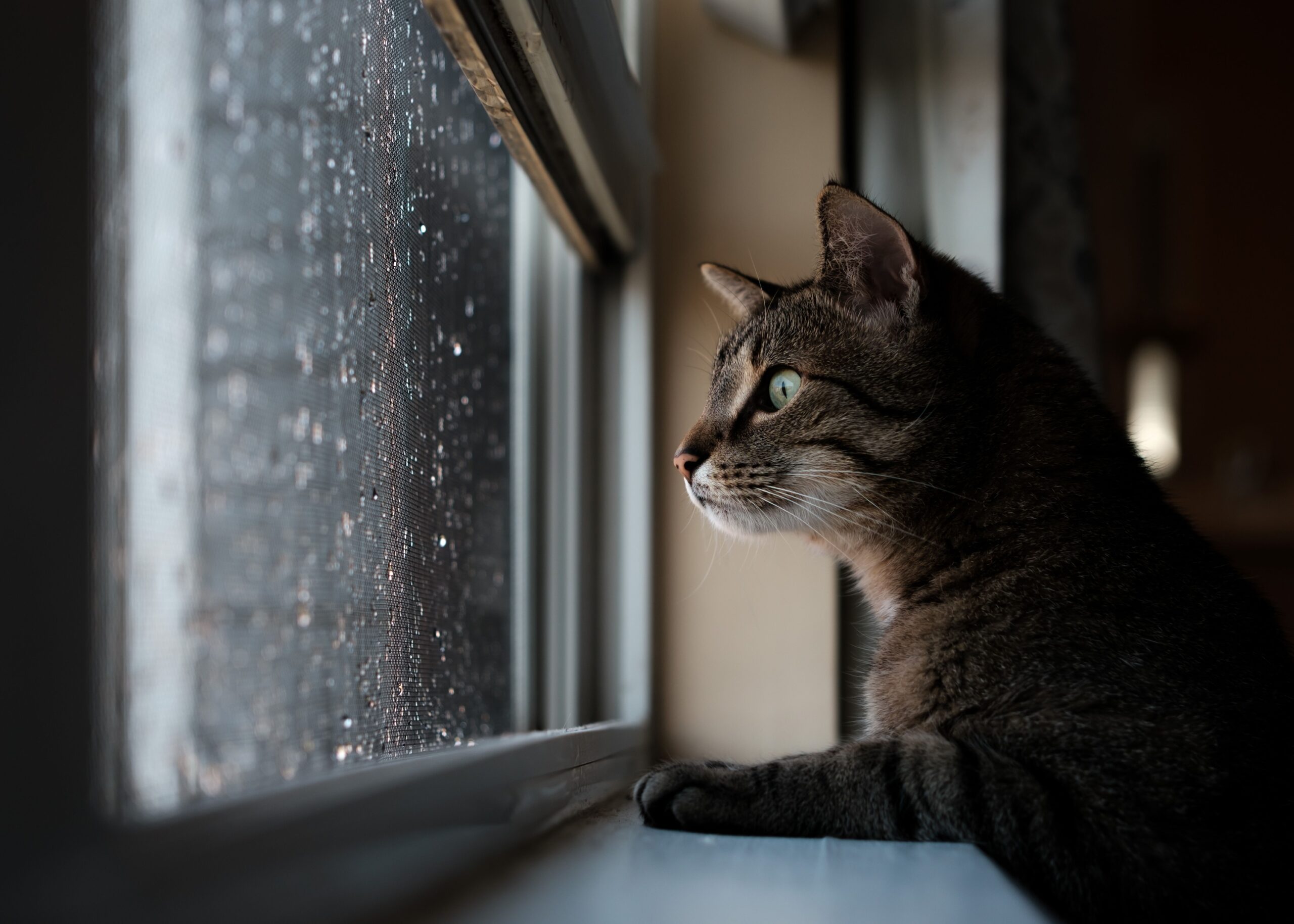 9 Things Indoor Cats Watch Through Windows That Keep Their Brains Busy