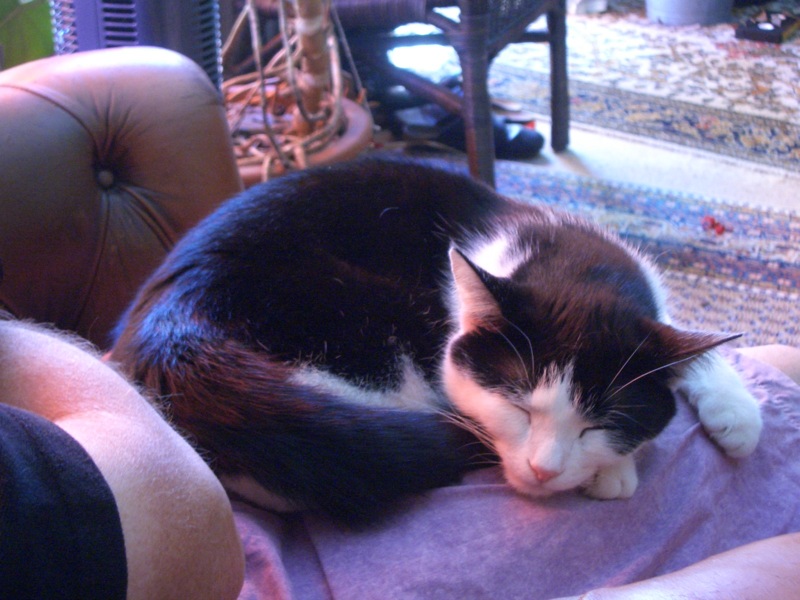 10 Ways Your Cat Tells You It Loves You Which Most Owners Don't Notice