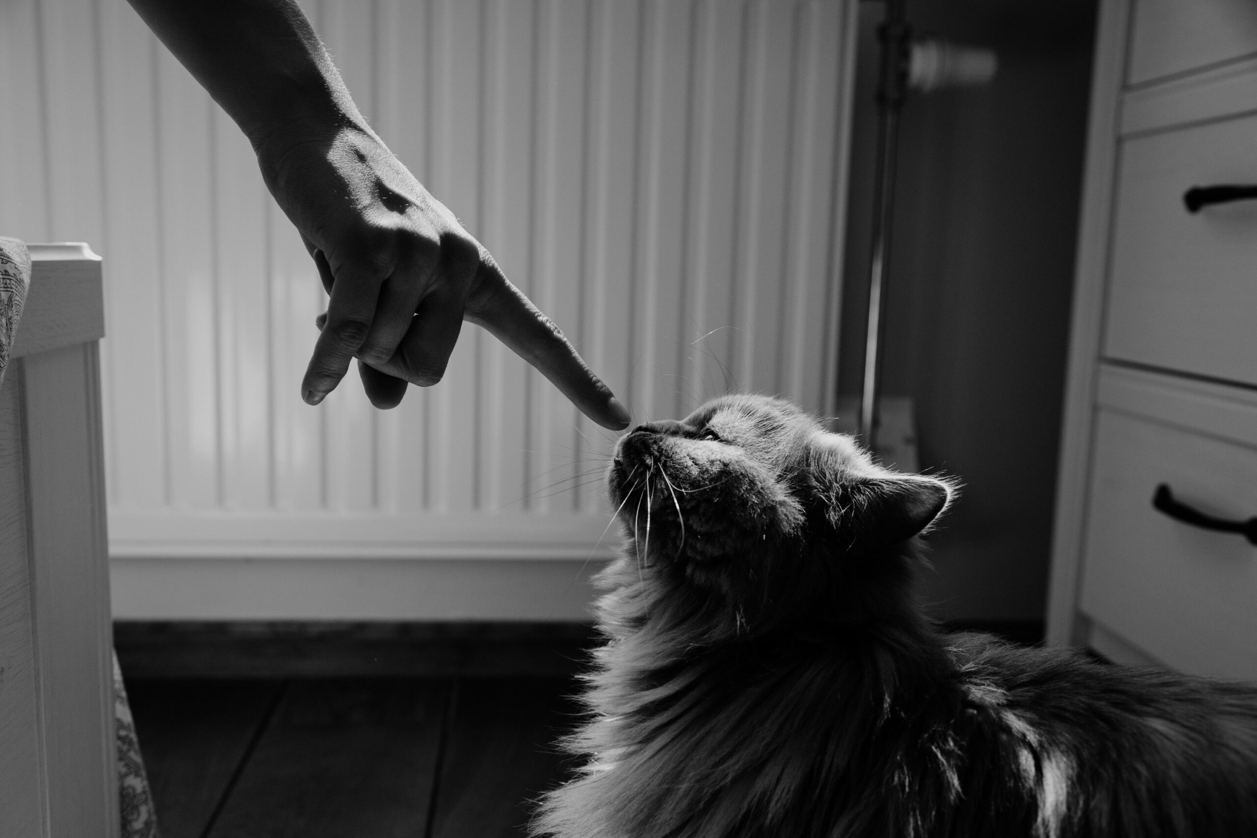 6 Ways You're Upsetting Your Cat Without You Knowing It