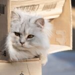 10 Cat Behaviors That Leave Even Veterinarians Laughing