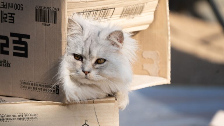 10 Cat Behaviors That Leave Even Veterinarians Laughing
