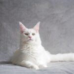 8 Cat Breeds First-Time Family Owners May Find Easier to Understand