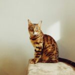 8 Dangerous Cat Breeds That Don't Get Along Well With Children