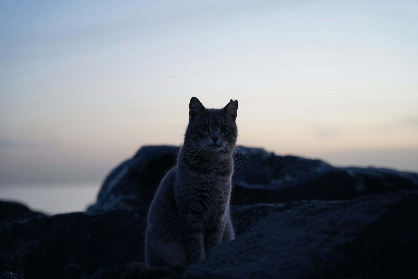 What the Cat Means as a Spirit Animal in Native American Culture