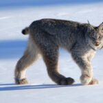 7 Mind-Blowing Facts About the Canada Lynx