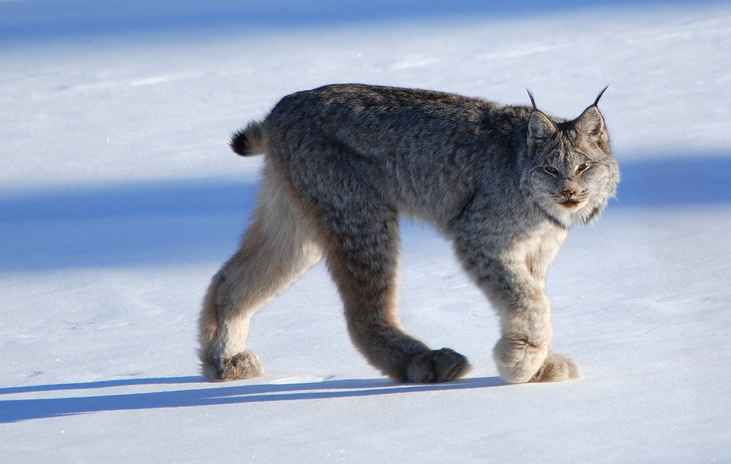7 Mind-Blowing Facts About the Canada Lynx