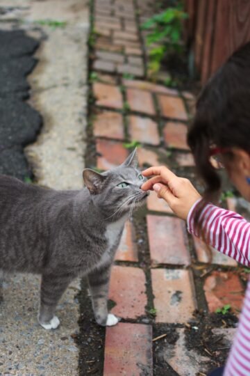7 Heart Melting Things That Keep Your Cats Happy