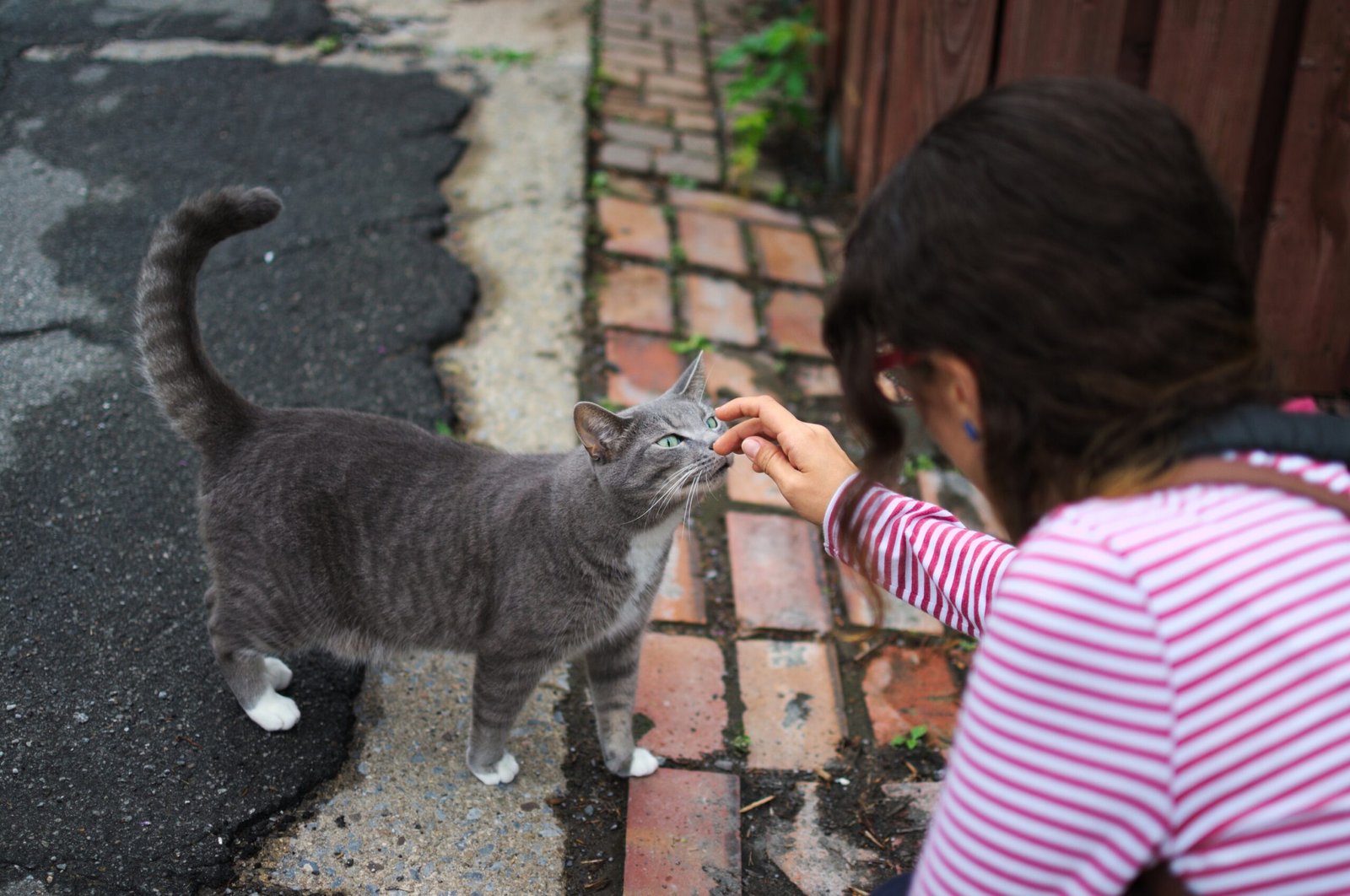 7 Heart Melting Things That Keep Your Cats Happy