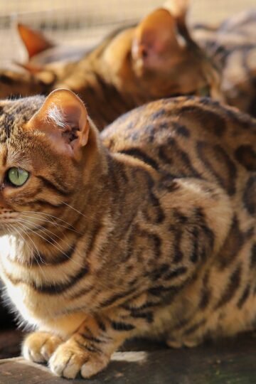 The Cat Breeds That Bond Best With a Leo