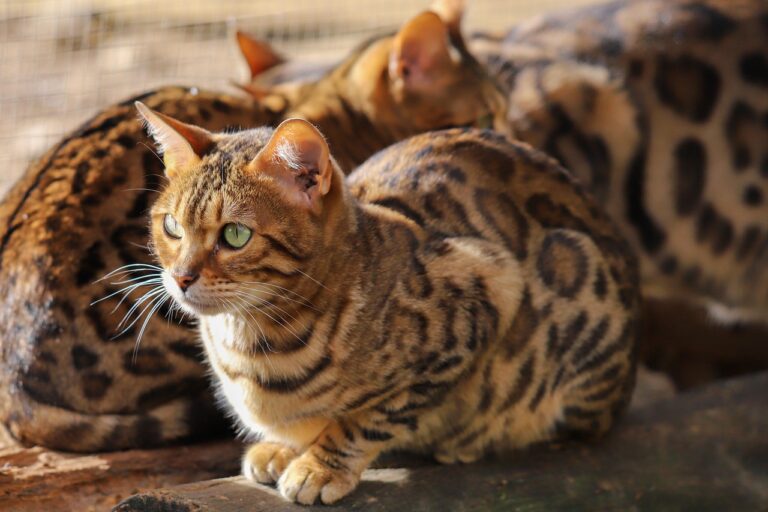 The Cat Breeds That Bond Best With a Leo