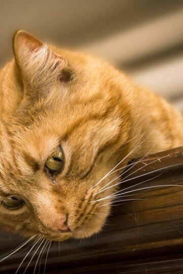 8 Things Cats Do When They Hear a Sound You Cannot Detect