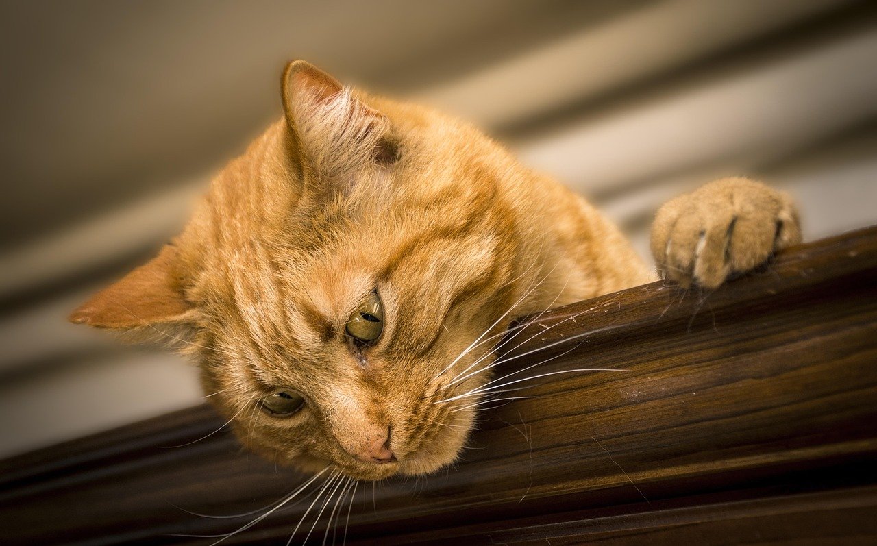 8 Things Cats Do When They Hear a Sound You Cannot Detect