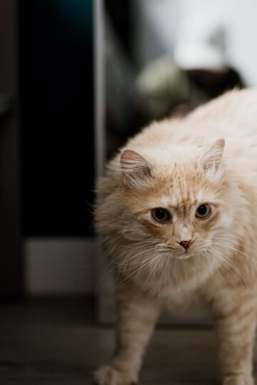 Animal Behavior Says Cats Who Follow You From Room to Room May Be Tracking More Than Just Where You're Going