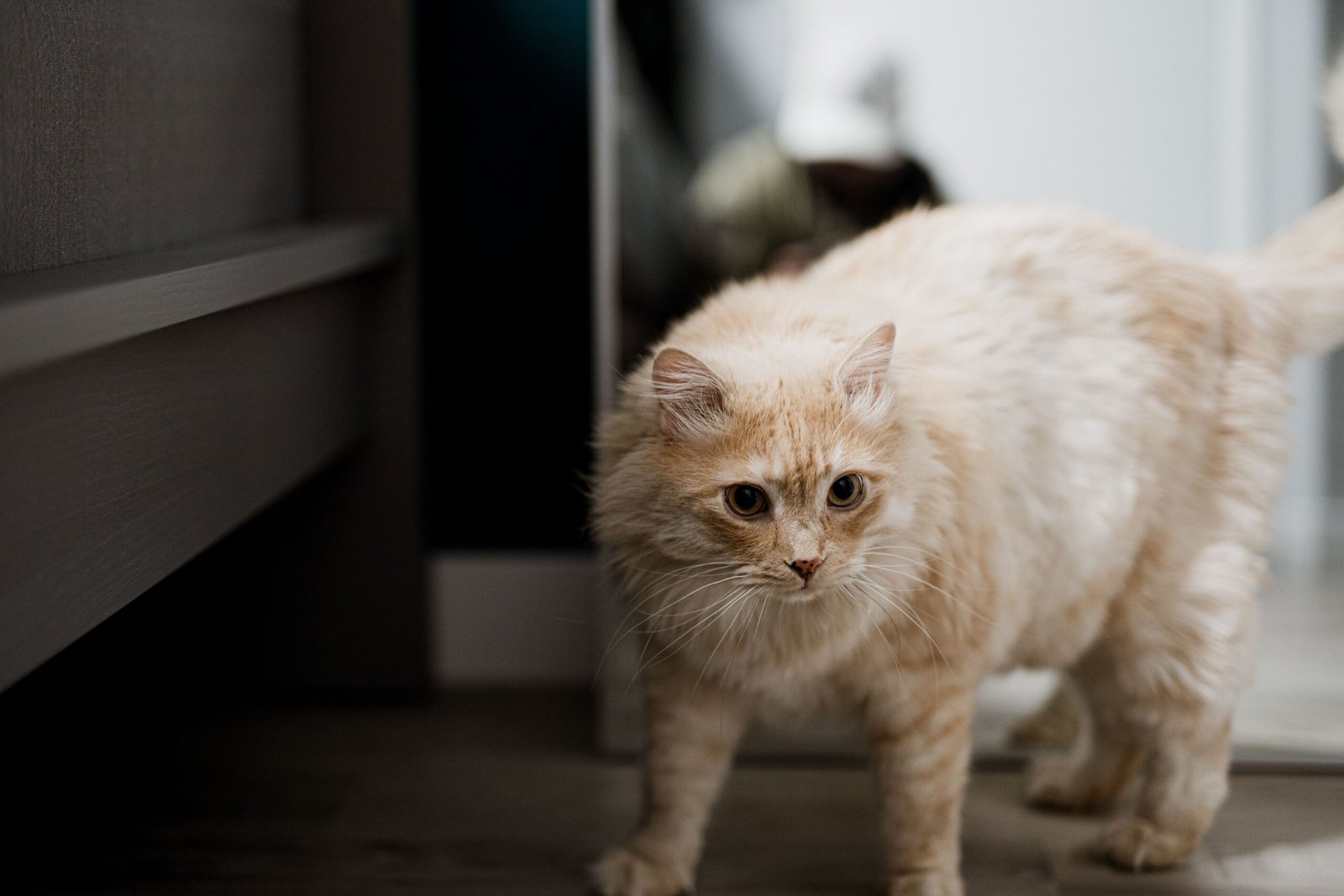 Animal Behavior Says Cats Who Follow You From Room to Room May Be Tracking More Than Just Where You're Going