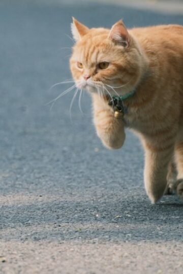 7 Reasons Cats Suddenly Sprint Through the House After Using the Litter Box