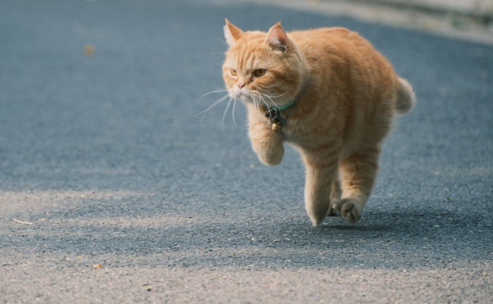 7 Reasons Cats Suddenly Sprint Through the House After Using the Litter Box