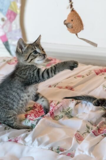 9 Behaviors Kittens Practice Through Play Before They Ever Need Them