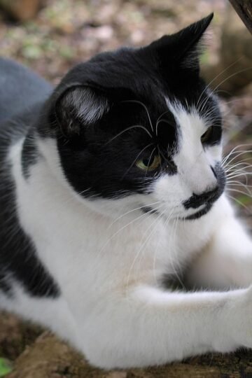 Animal Science Says Cats Who Scratch Certain Places Repeatedly Are Leaving More Than the Claw Marks Their Owners Can See