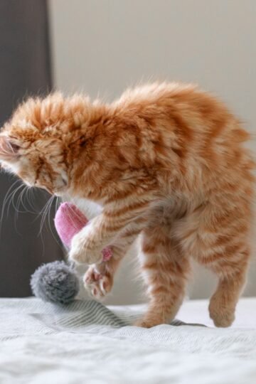 7 Reasons Cats Carry Toys Into Rooms Where Their Humans Are Sitting