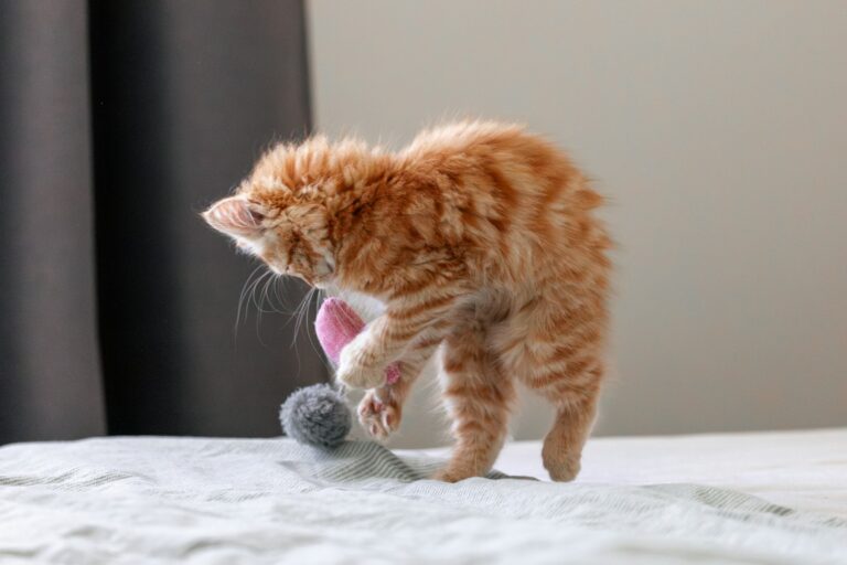 7 Reasons Cats Carry Toys Into Rooms Where Their Humans Are Sitting