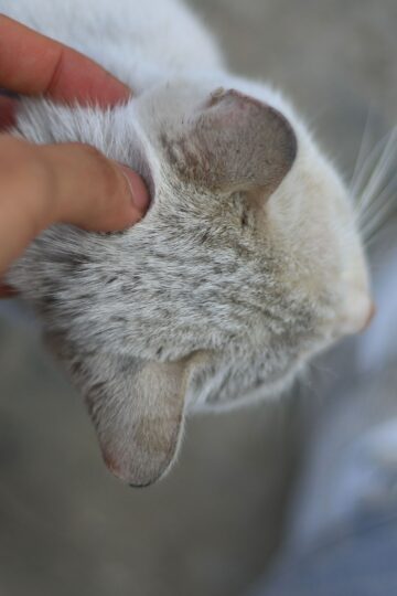 8 Ways Cats Mark Familiar People Without Spraying