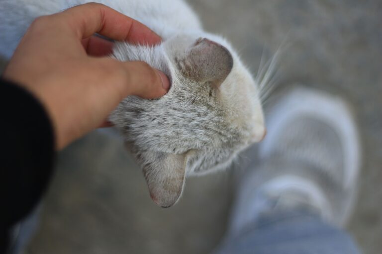 8 Ways Cats Mark Familiar People Without Spraying
